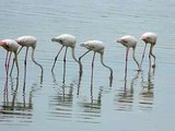 Flamingos no Tejo/ Flamingos in Tagus river