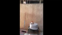 kitten jumps after mama