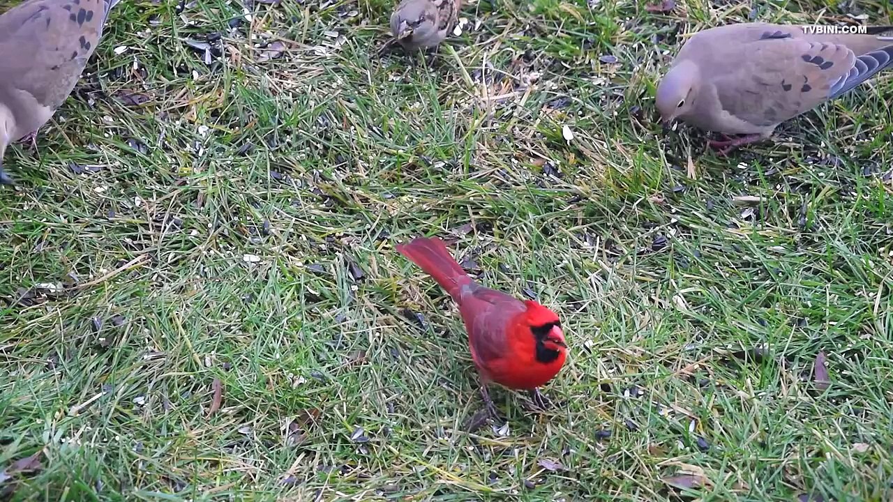 ENTERTAINMENT VIDEO FOR CATS. Hungry Birds #4.
