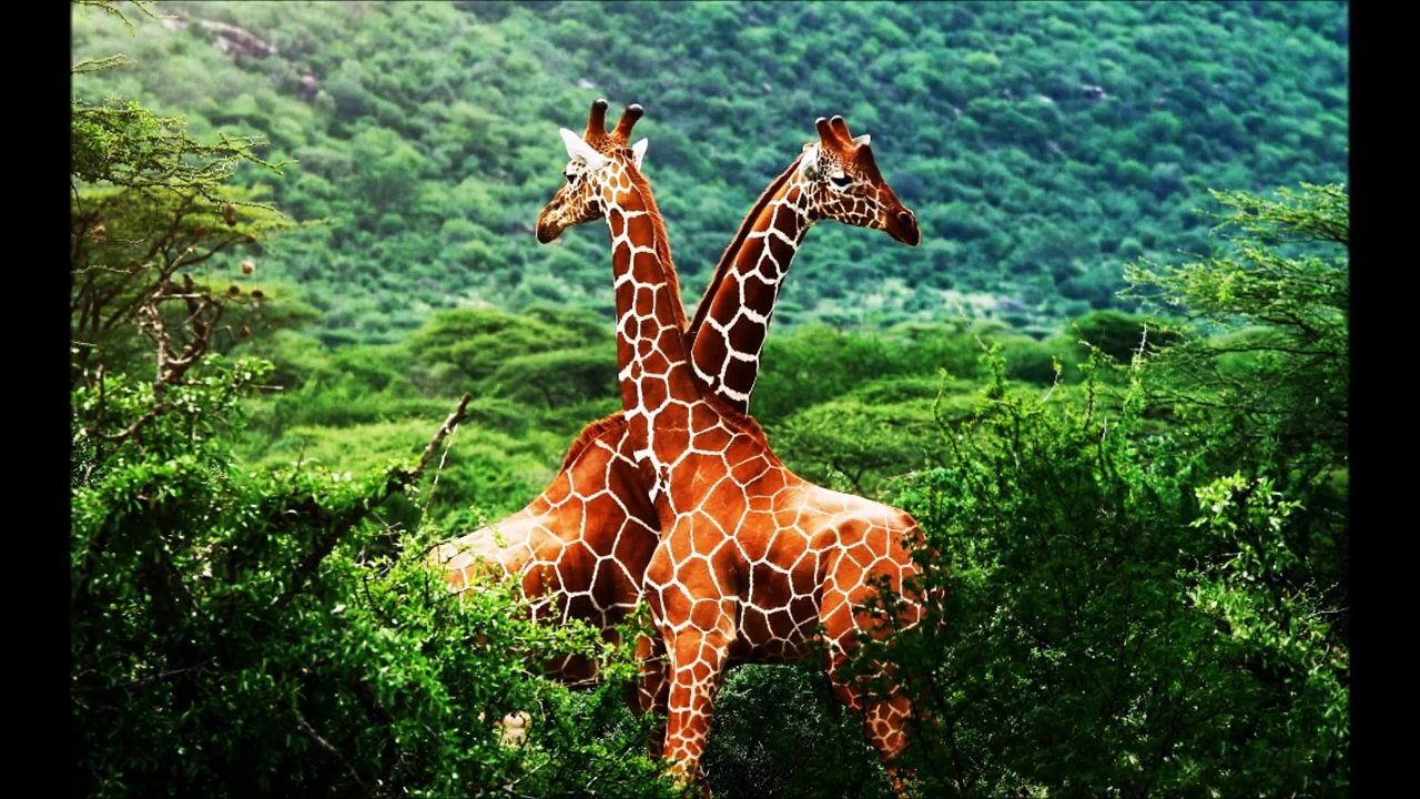 The African Jungle (HD)