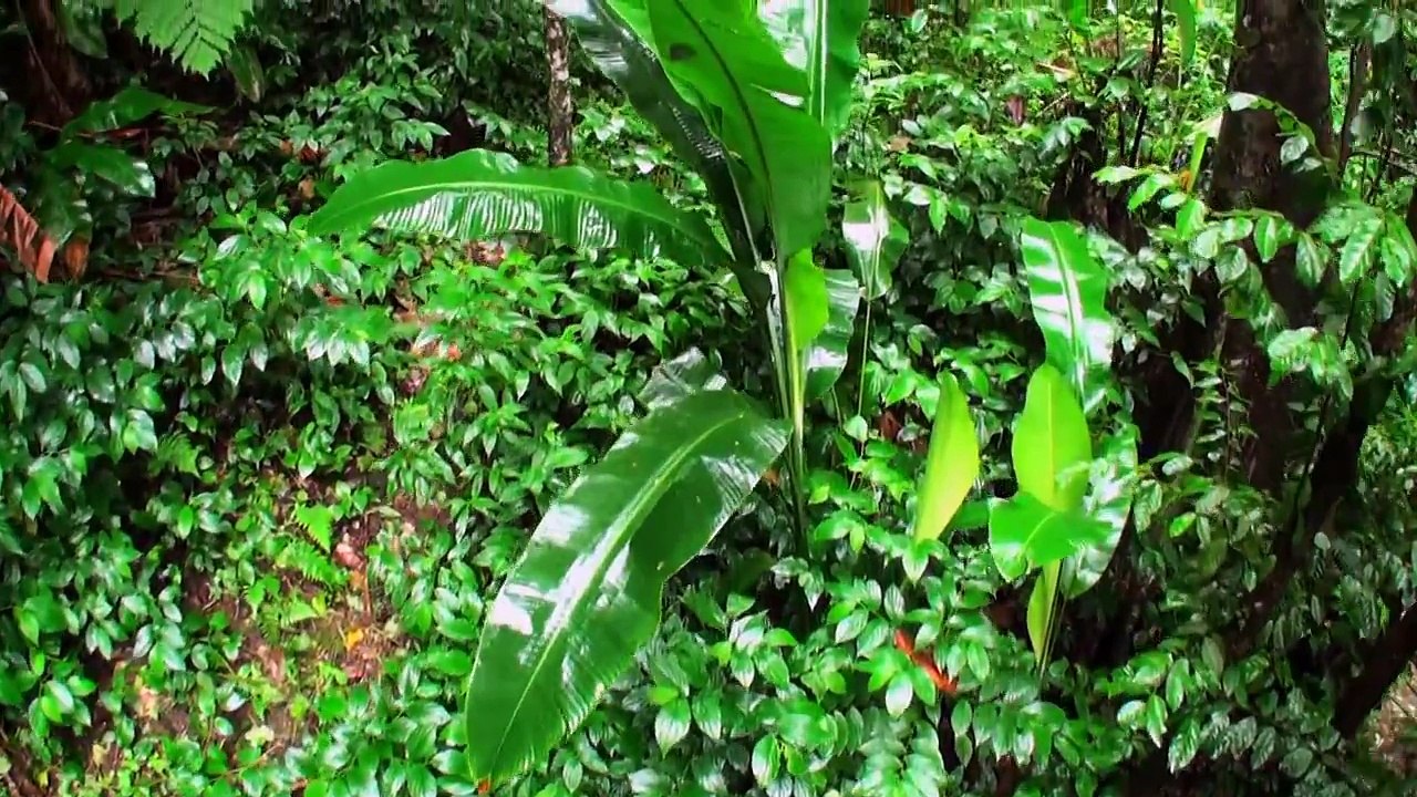 Tropical rainforest