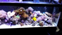 40 gallon saltwater reef aquarium added the eshopps 100 refugium