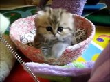 Los gatitos más lindos del mundo !!! (compilación)