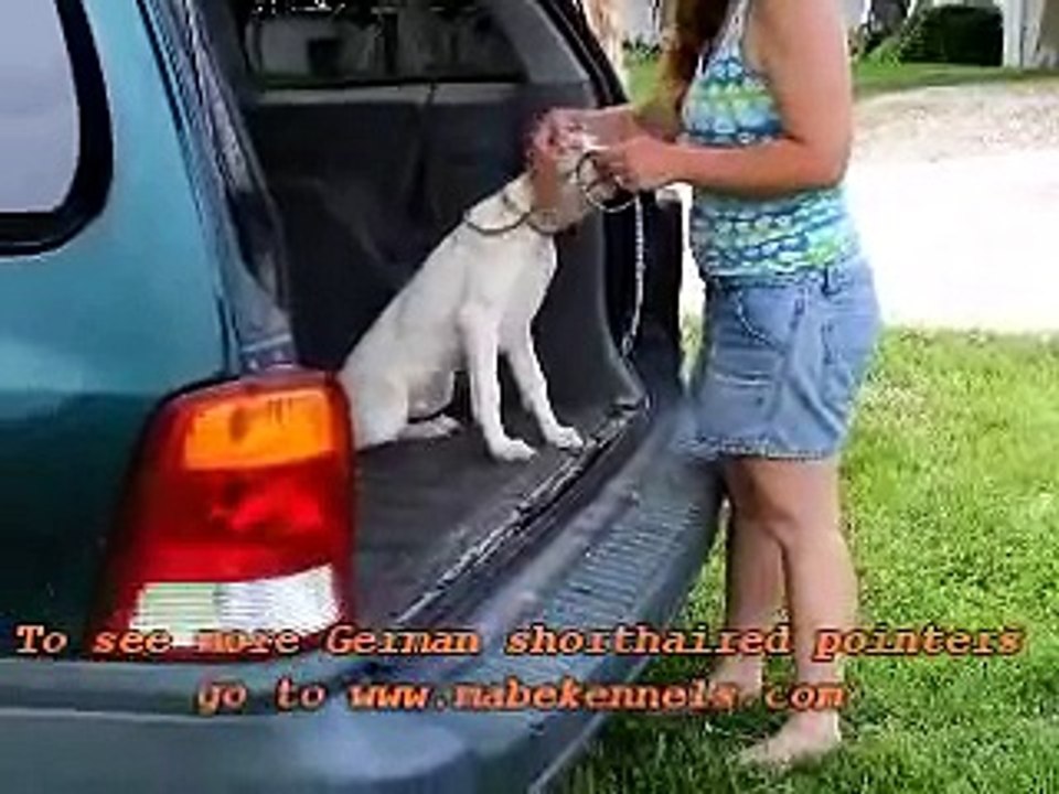 German Shorthaired Pointers Gunnar Simulated Hunt  at 16 weeks