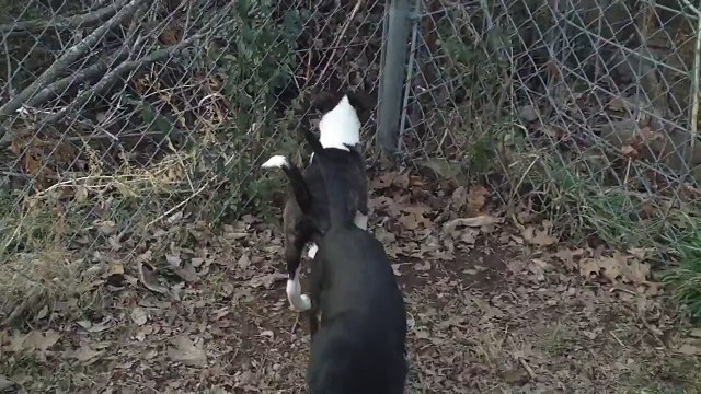 Boston terrier / Border Collie pups