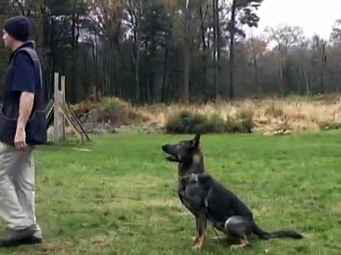 Scott Dunmore and his dog, Dilly, working on heeling & motion exercises