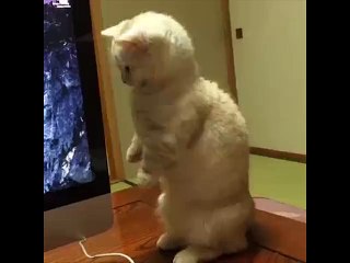 Cutest Cat Gets a Surprise