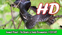 Animal Planet 2015 - Discovery Channel - Wildlife Animals - Butterfly Documentary [HD 720]