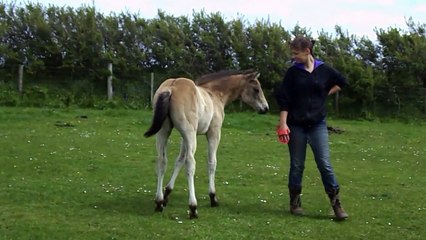 6 week old Mico funny poses and leading: FRITZ MANILA TOMCAT, 2015 buckskin QH colt