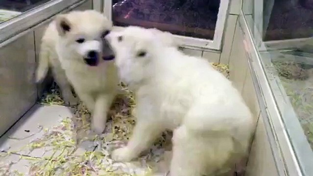 SATILIK SAMOYED YAVRULARI