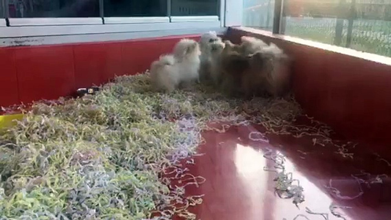 SATILIK POMERANİAN VE MALTESE TERRİER