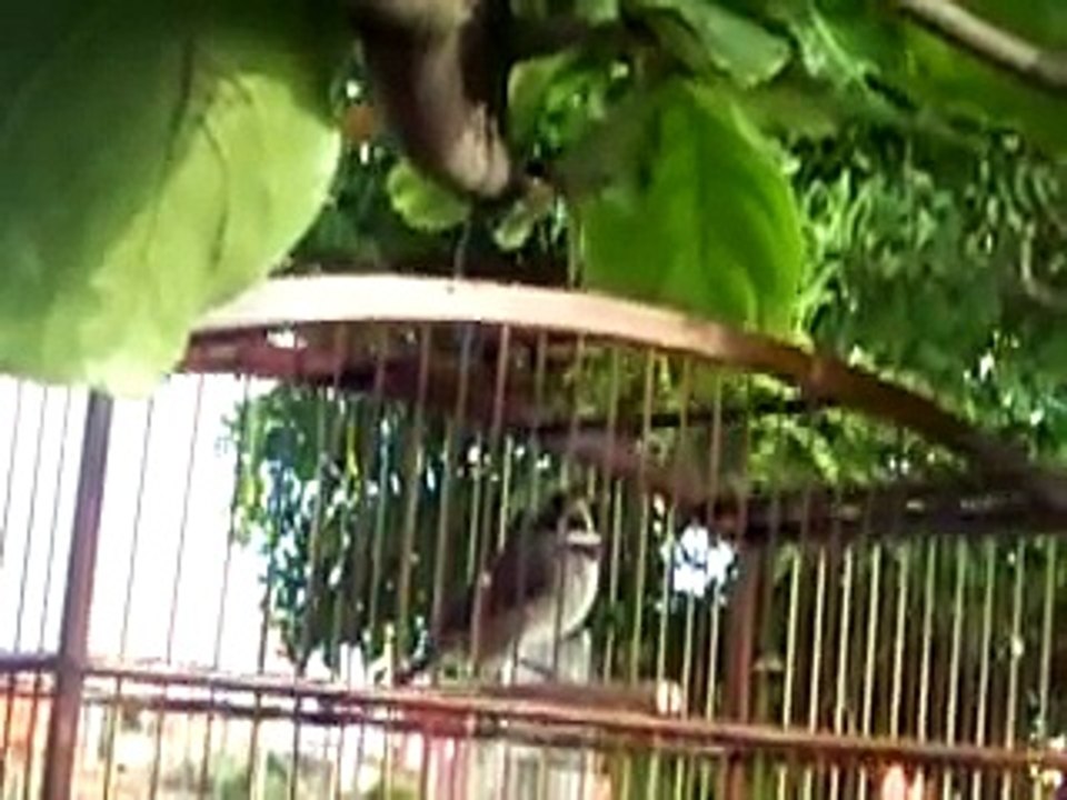 coleira canto original mateiro do deives