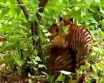 Funny Brave Monkey Messes With Two Tigers