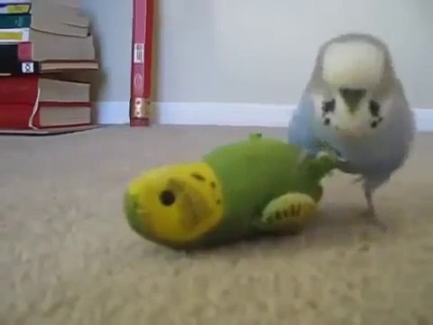 Говорящий попугай Уболтал до смерти!