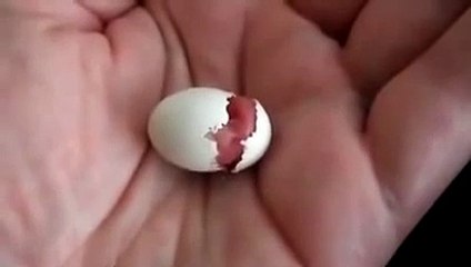 как рождаются попугаи.360.mp4