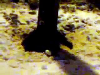 2 Racoons Fighting To The Death