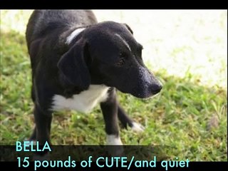 SATO dogs for adoption direct from Vieques PR.
