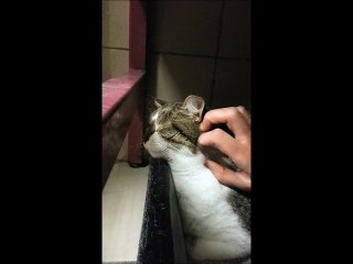 Wallie qui se détend de plus en plus