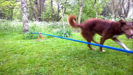 un chien acrobate