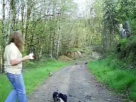 Lose Weight Country Style with Mini Australian Shepherd Pups