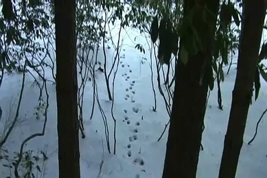 Turtle Tracks B34: Bones Tracks Day 34