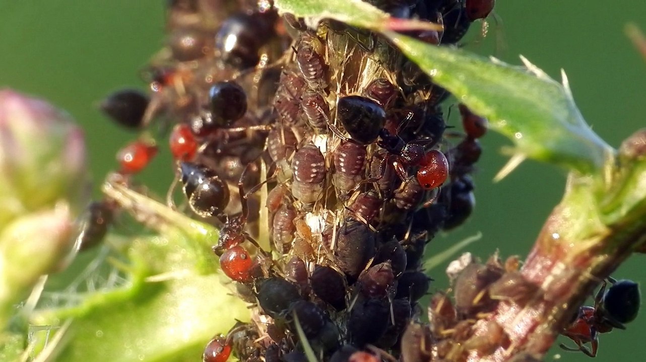 Crematogaster scutellaris