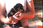 AtlantaHaus | German Rottweiler Puppies For Sale | K2-Litter Indidvidual Critiques