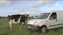 Les adieux déchirants d'une vache à son petit (Documentaire)