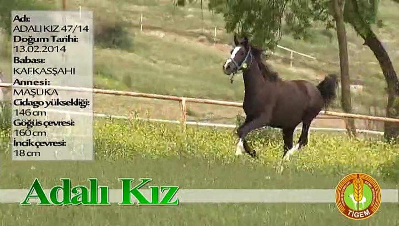 ADALI KIZ