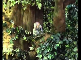 Jalan Sesama: Super Putri dan Kucing di Atas Pohon - bagian 2