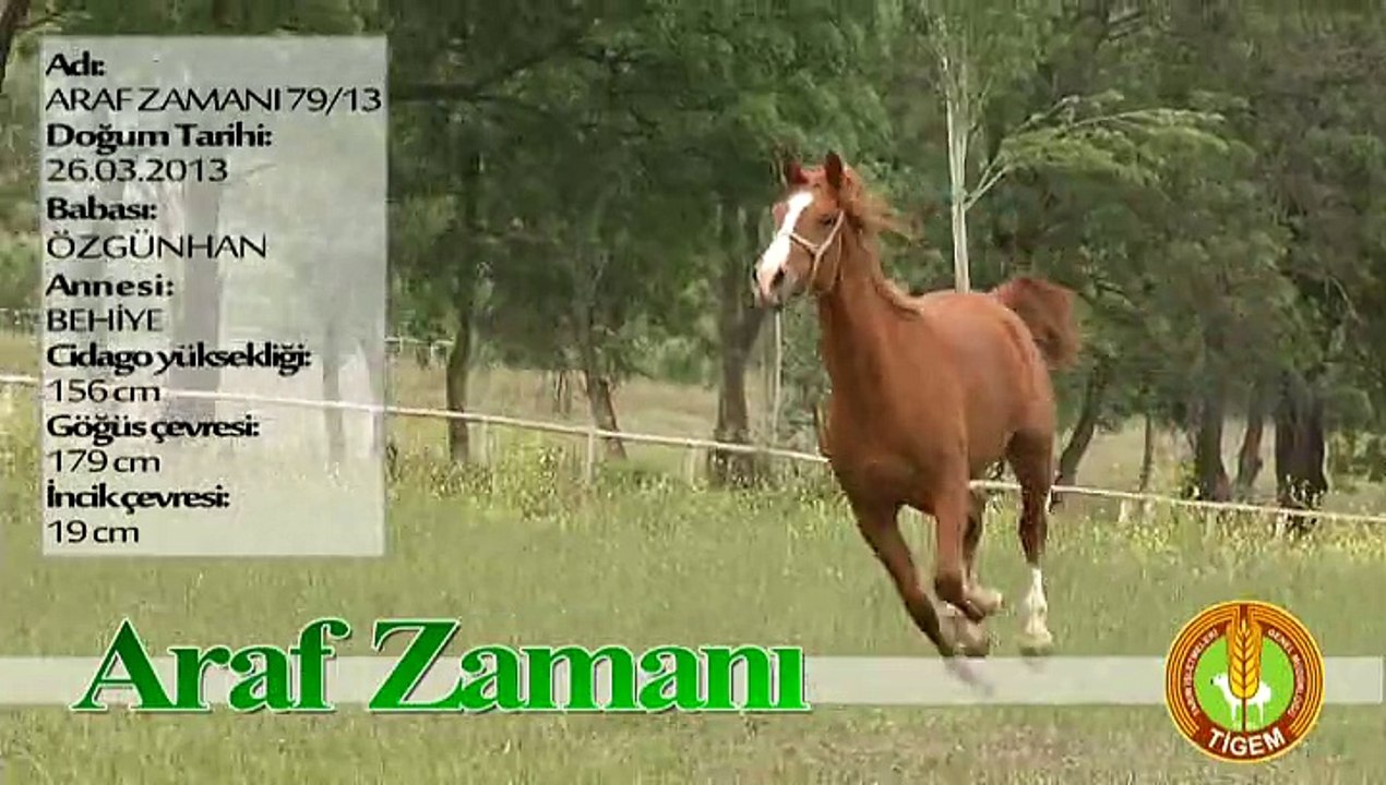 ARAF ZAMANI
