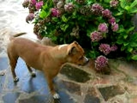 Mon chien et ma chienne