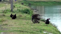 Turkey Vultures and an Eagle - (Cathartes aura)