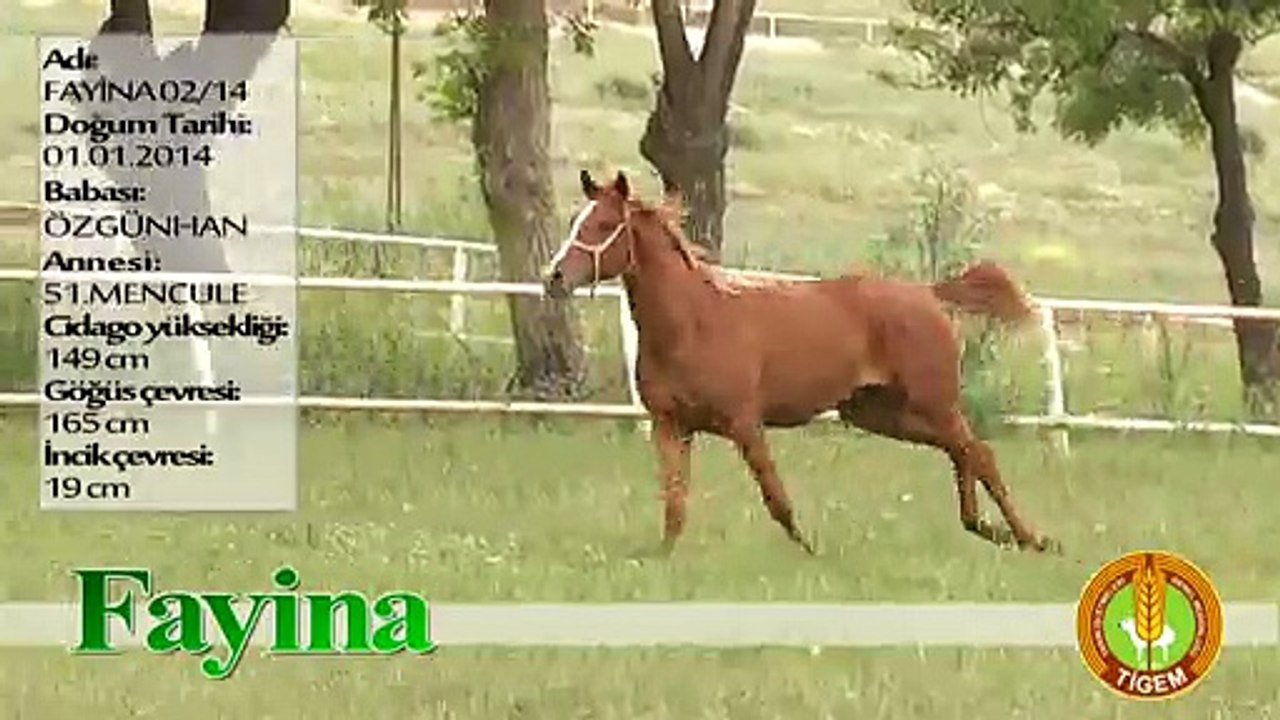 FAYİNA