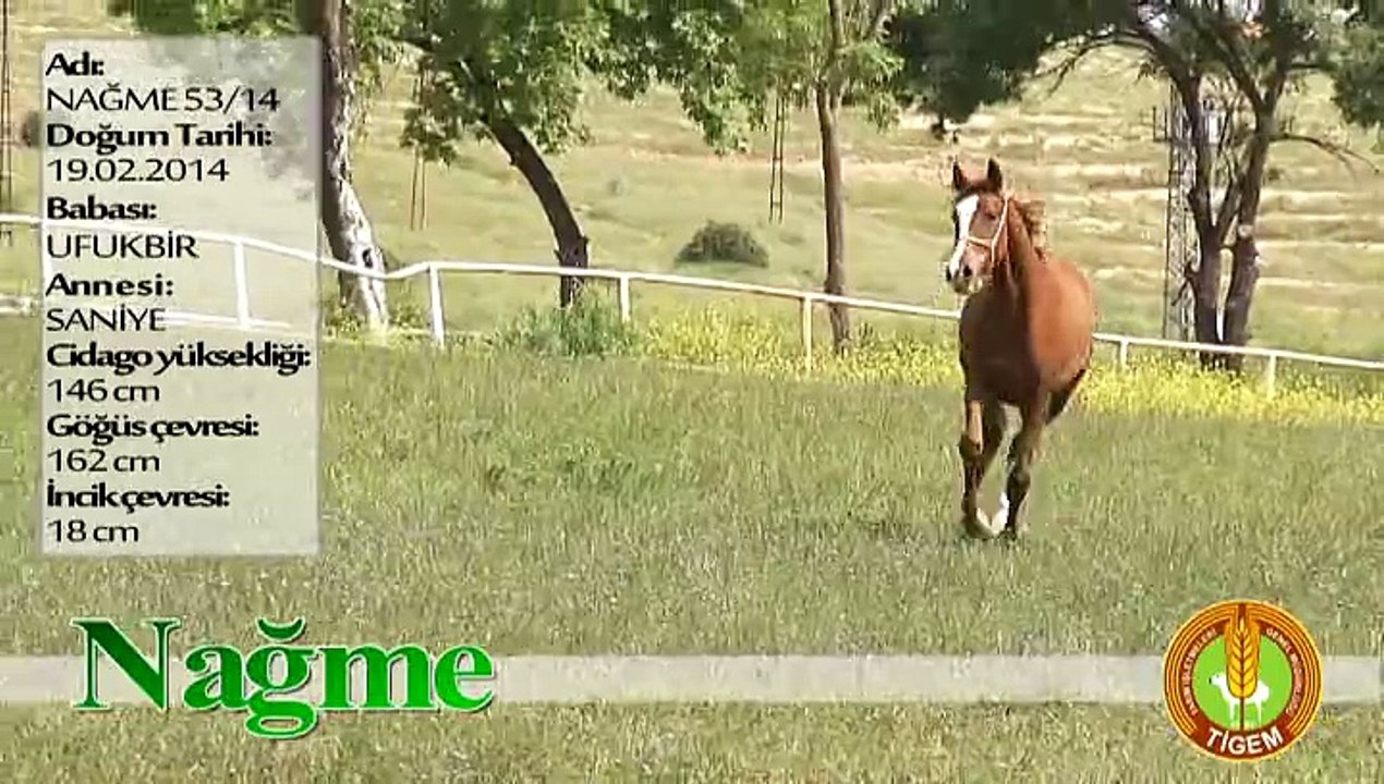 NAĞME