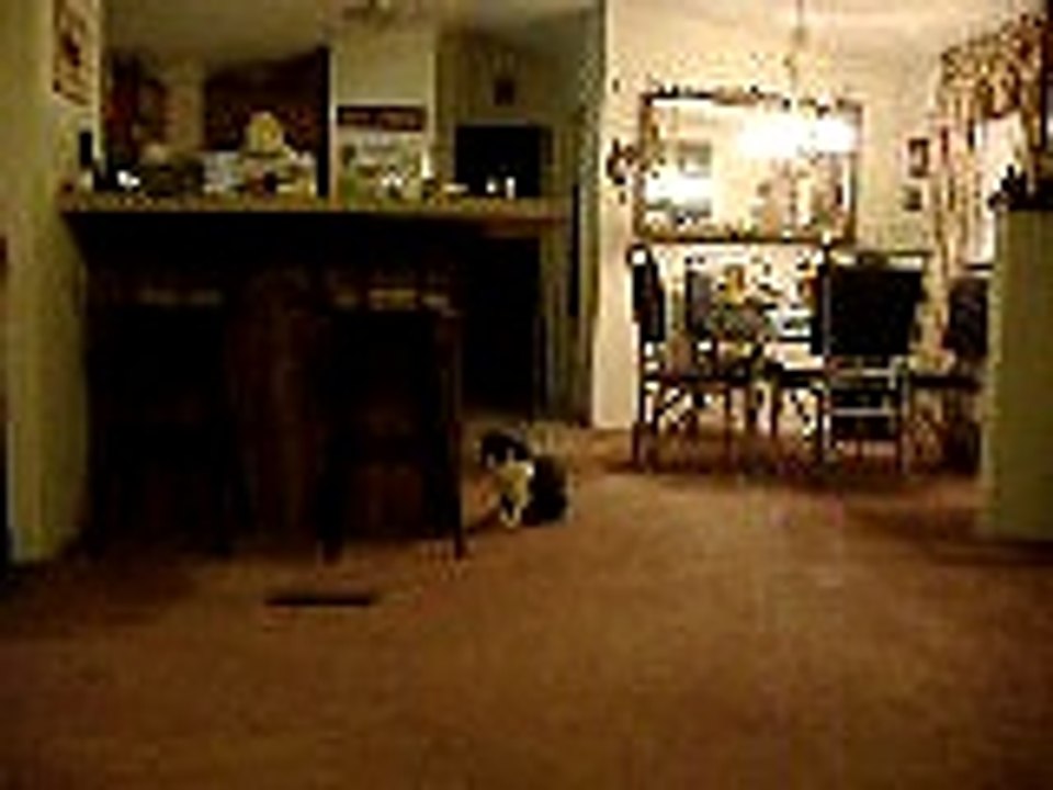 sillly little kitty