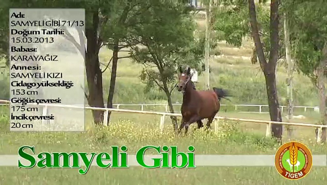 SAMYELİ GİBİ