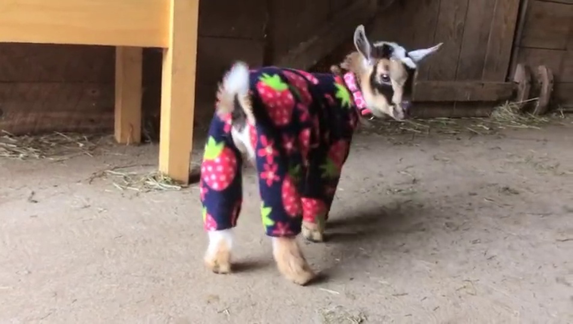 Bébés chèvres en Pyjamas! Trop mignon - Vidéo Dailymotion