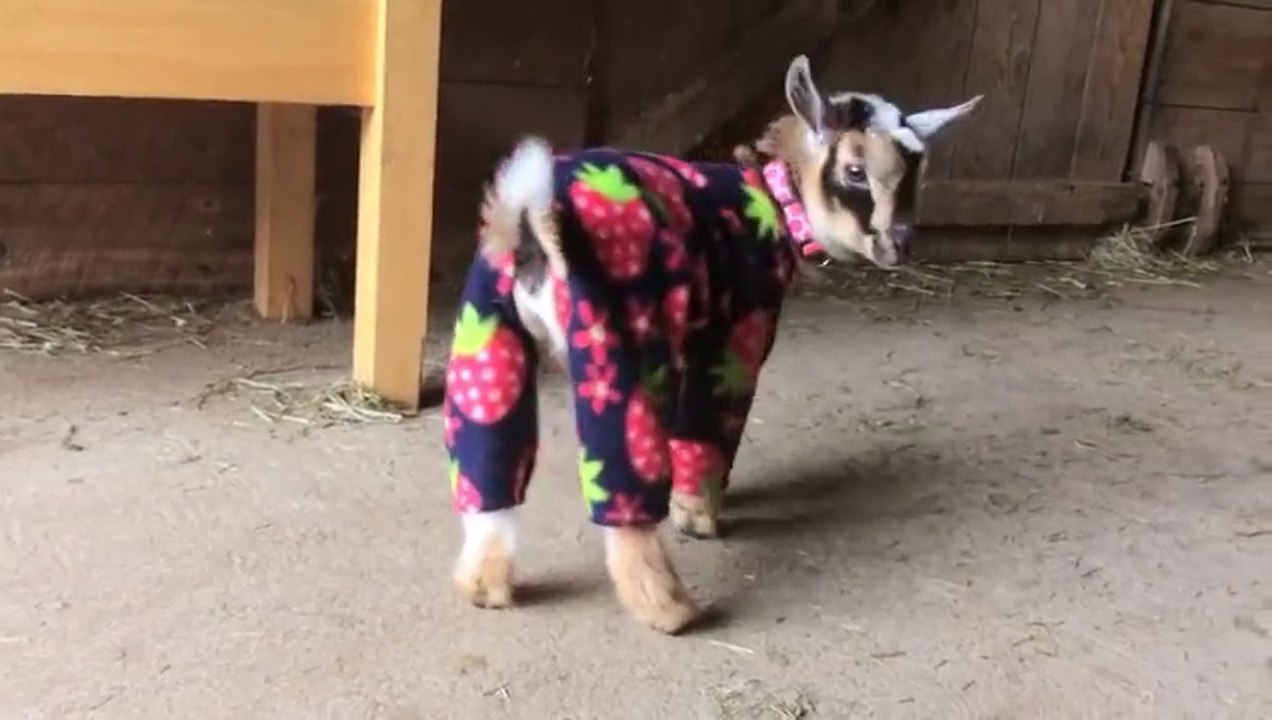 Bébés chèvres en Pyjamas! Trop mignon
