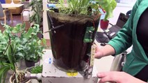 Plant-e, ou quand les plantes d'eau produisent du courant