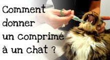 Comment donner un comprimé à son chat ?