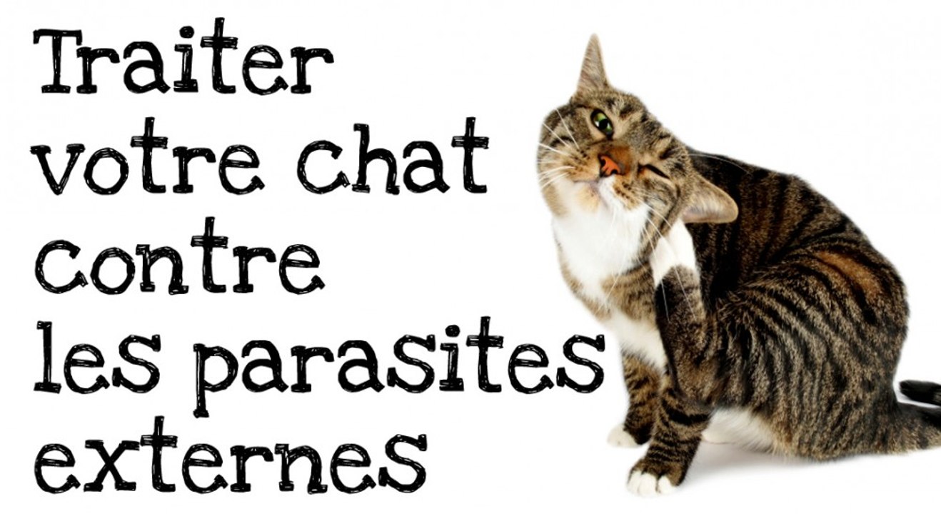 Comment traiter votre chat contre les puces et les tiques ?