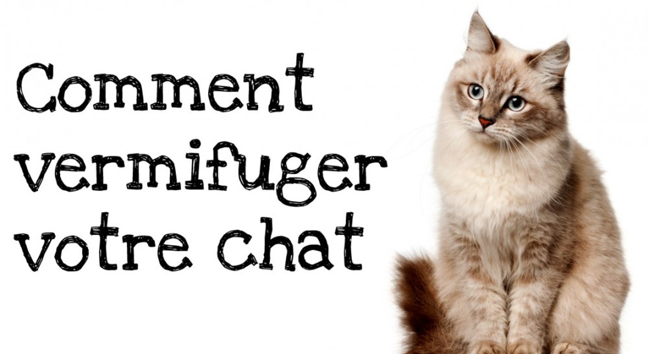 Comment vermifuger votre chat ?