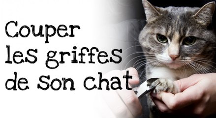 Comment couper les griffes de votre chat ?