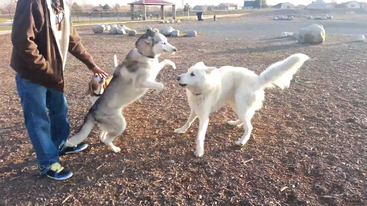 Sibirya Kurdu vs Kurt Kırması