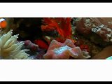 Морской аквариум Red Sea Max