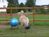Funny horse play fotball :)