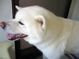 秋田犬のシャンプー【akita inu】