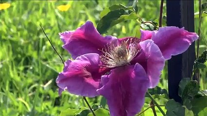 Le jardin des mots de Zuytpeene