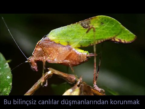 Sonsuz kudret sahibinin müthiş mucizelerinden birisi; Yaprak şeklindeki canlılar.► bit.ly/Yaprak-Böcek